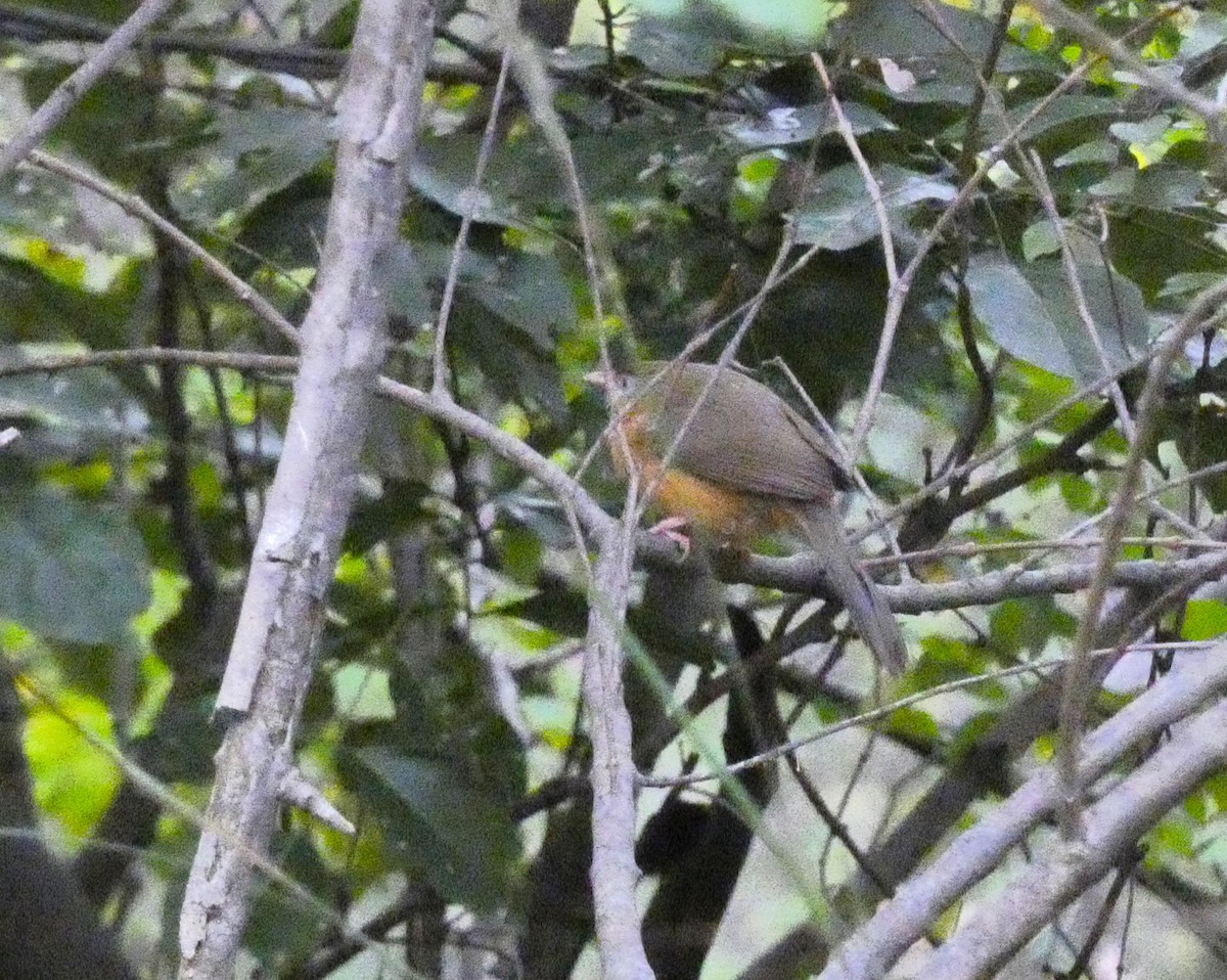 Tawny-bellied Babbler - ML613368826