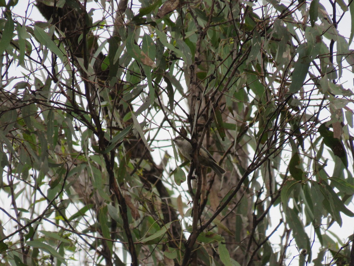 Brown-headed Honeyeater - Josh Magro