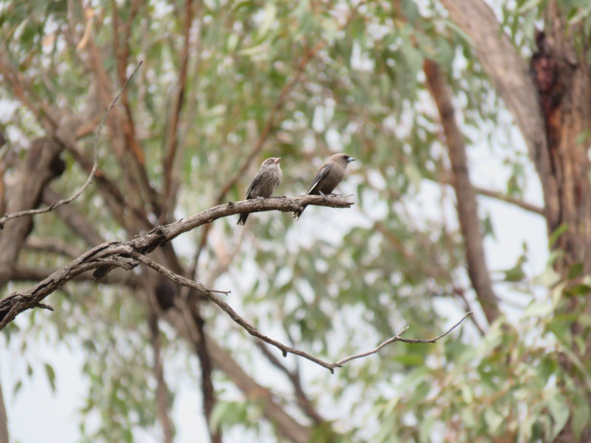 Dusky Woodswallow - ML613368861