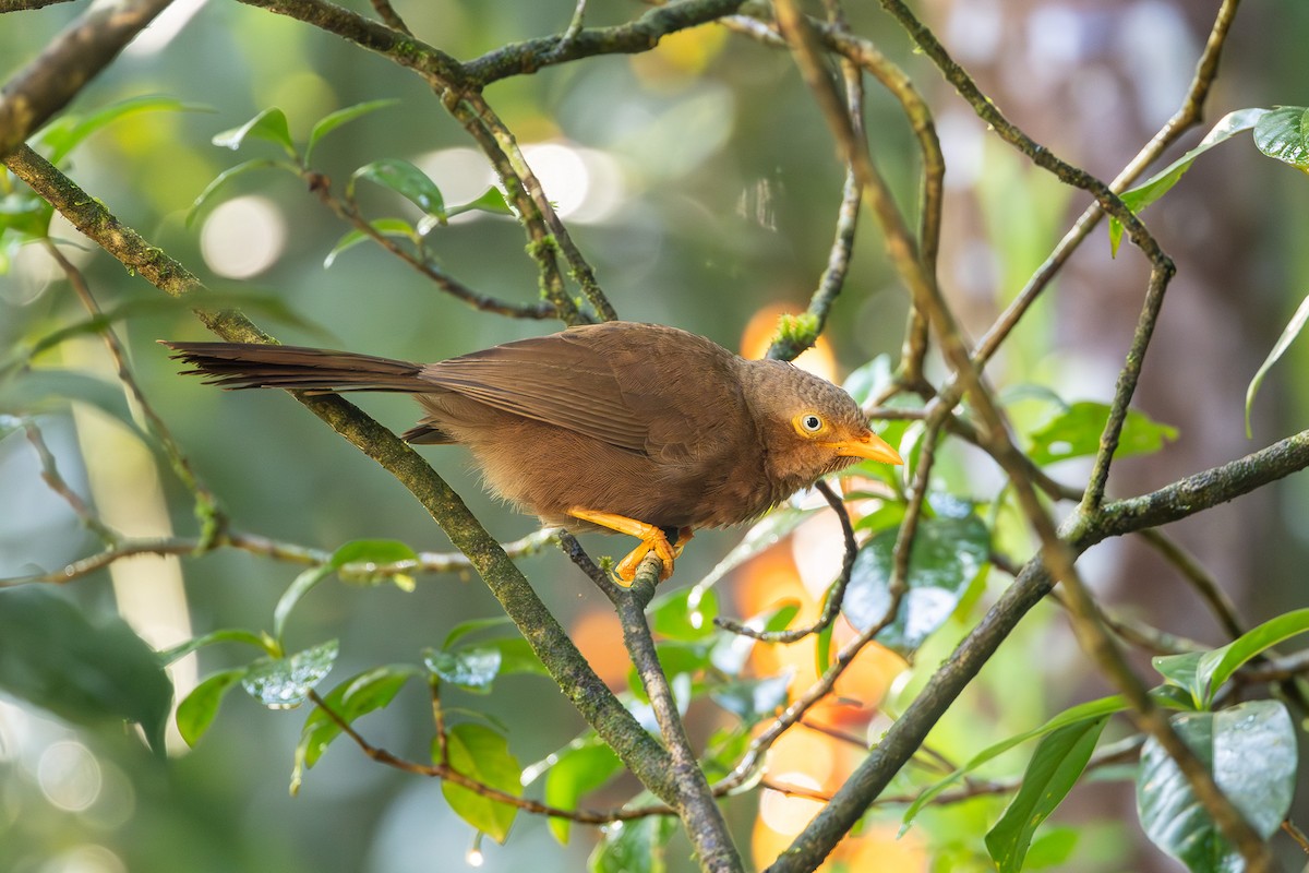 Orange-billed Babbler - ML613368877