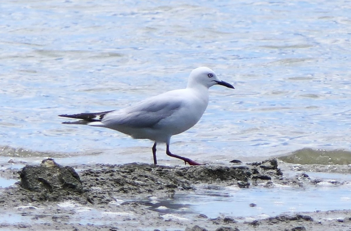 Black-billed Gull - Jim Kirker