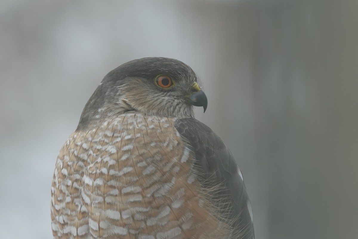 Sharp-shinned Hawk - ML613369041