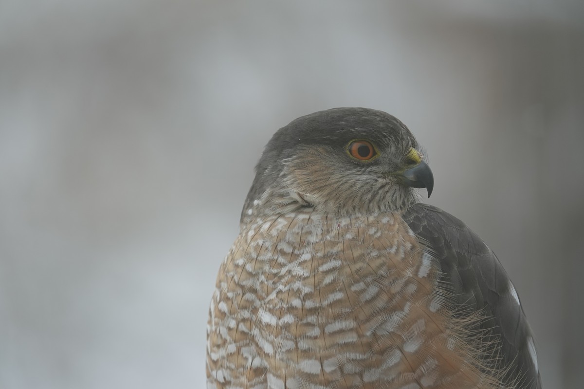 Sharp-shinned Hawk - ML613369090