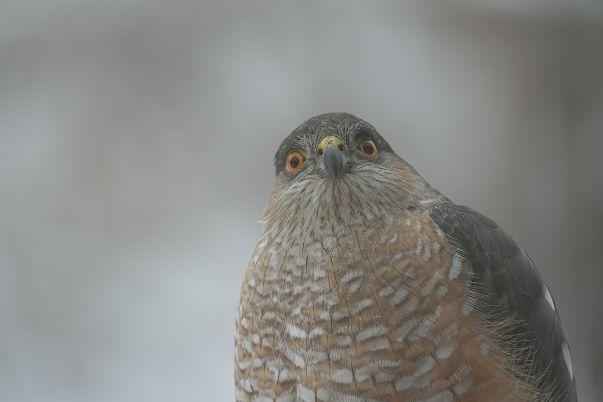 Sharp-shinned Hawk - ML613369114