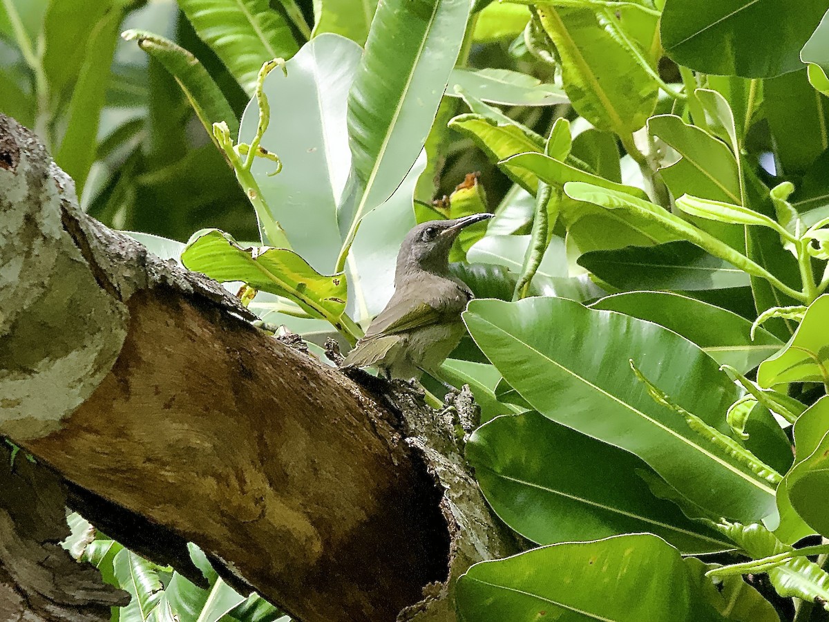 Dark-brown Honeyeater - Allan Johns