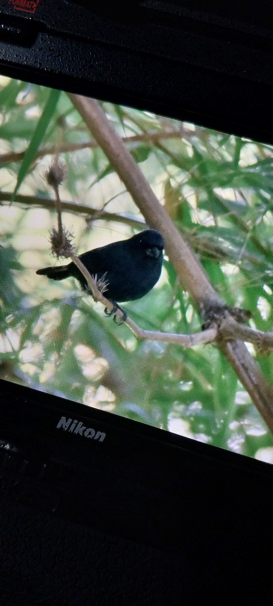 Blue Seedeater - ML613369208