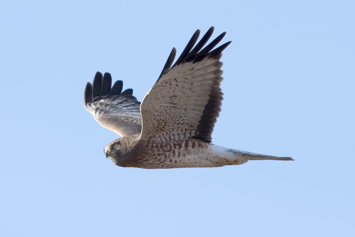 Aguilucho de Hudson - ML613369372