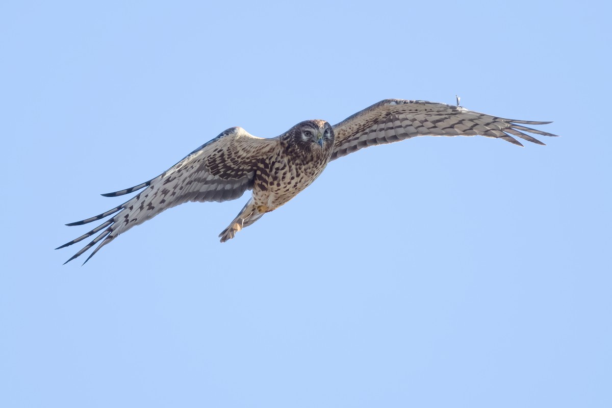 Northern Harrier - Vic Hubbard