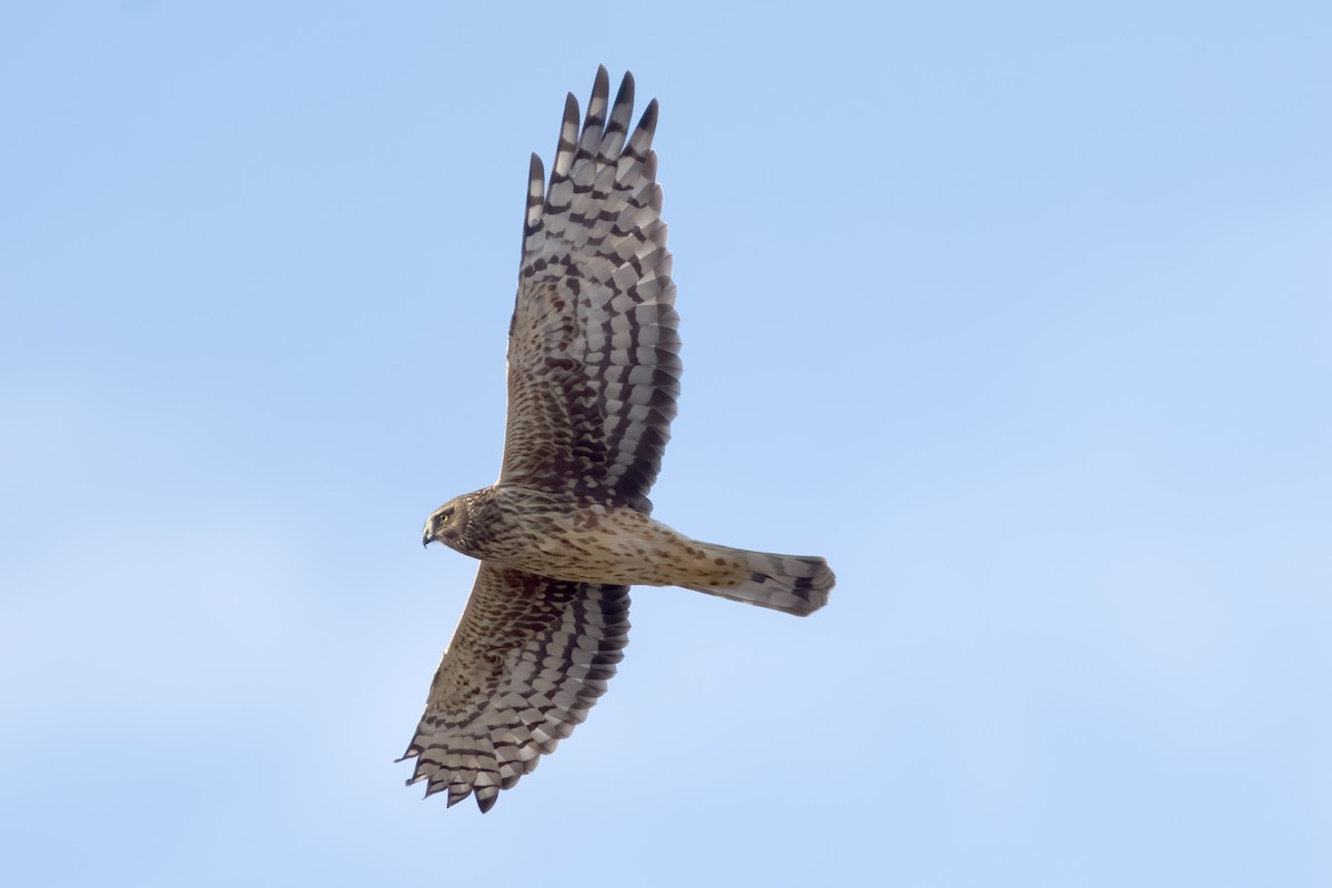 Northern Harrier - ML613369374