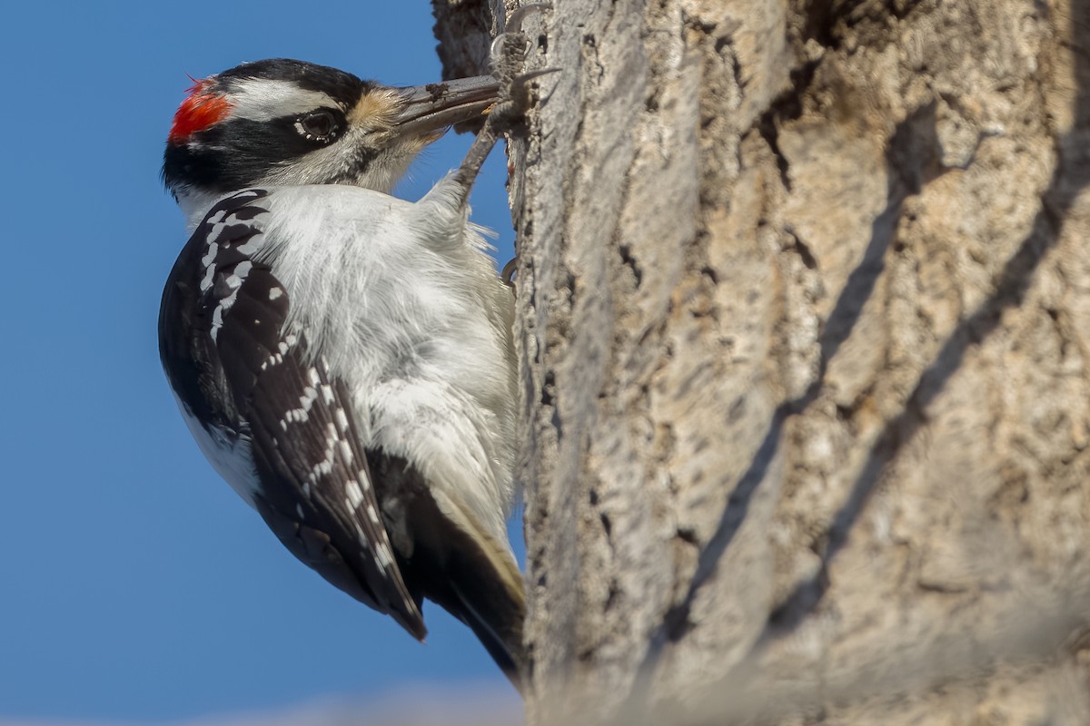 Hairy Woodpecker - ML613369378