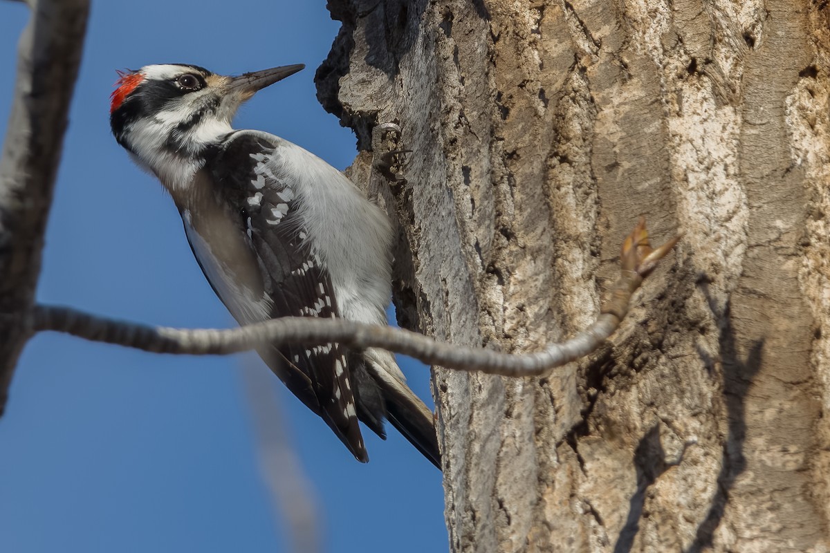 Hairy Woodpecker - ML613369379