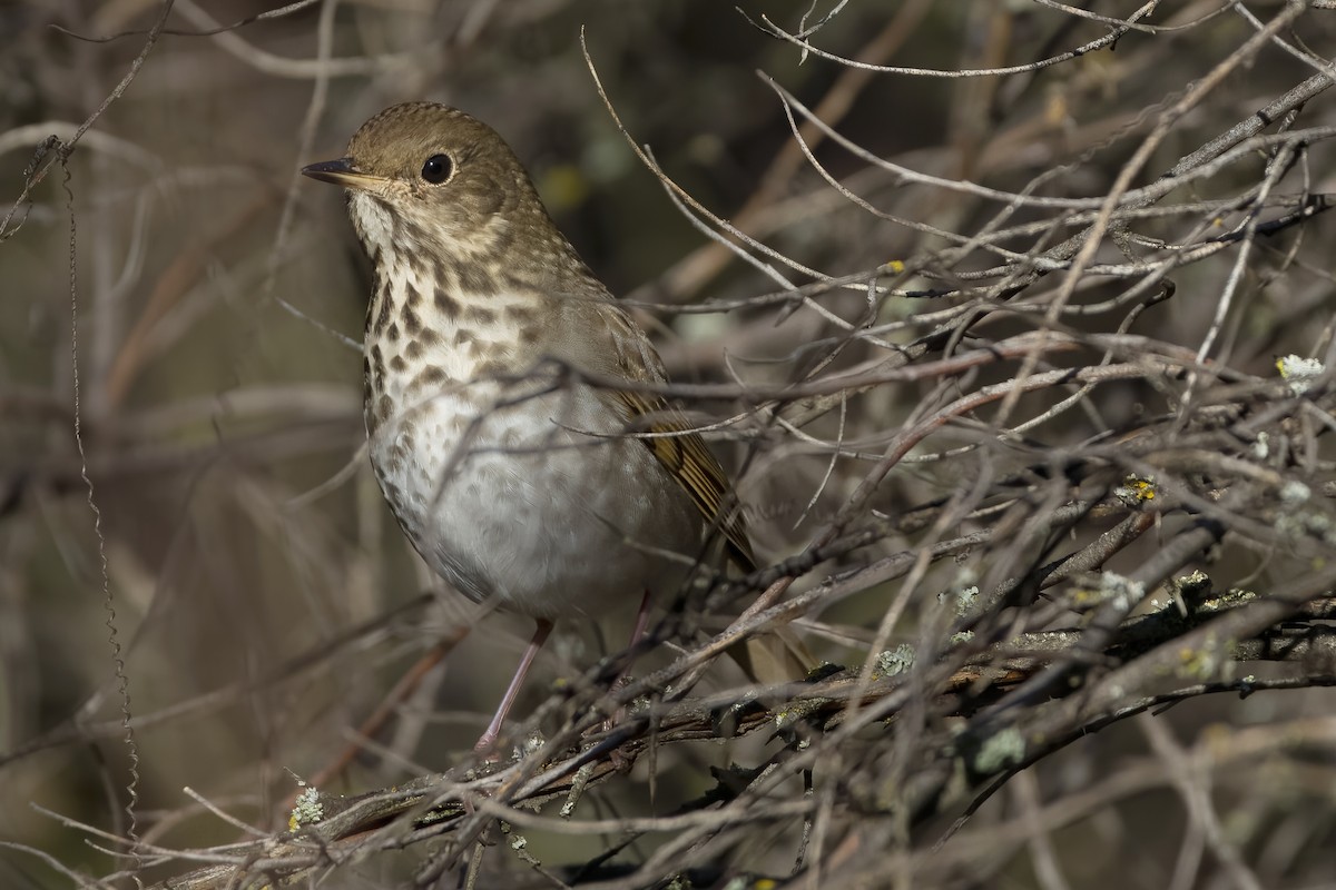 Hermit Thrush - ML613369382