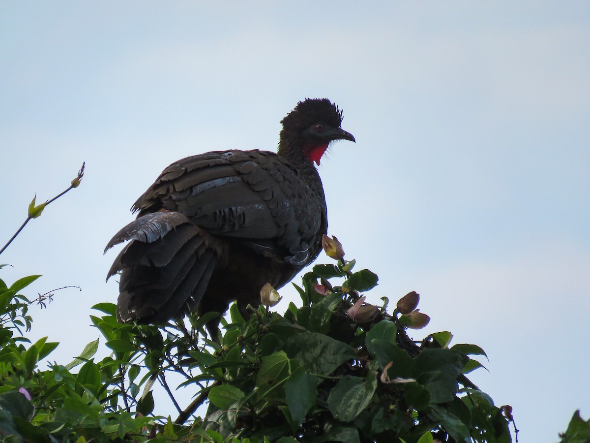 Crested Guan - ML613369559