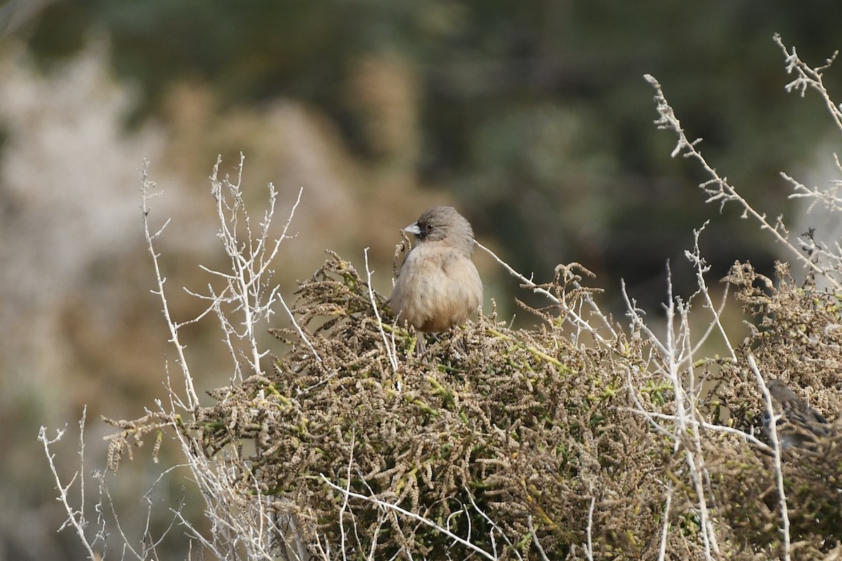 Abert's Towhee - ML613369638