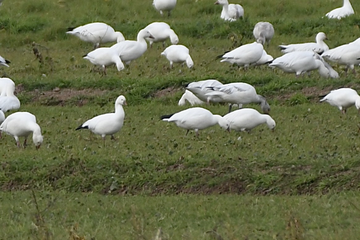 Ross's Goose - ML613369695