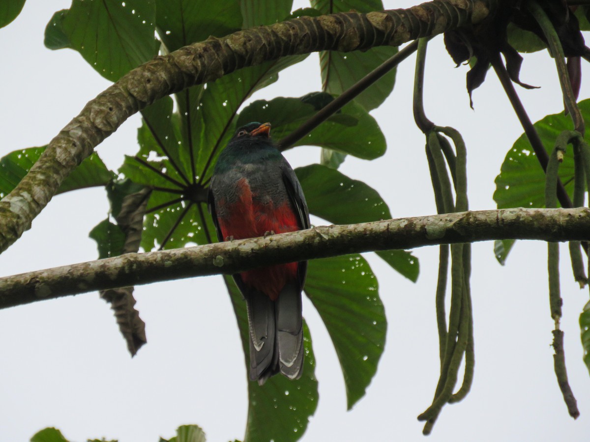 Slaty-tailed Trogon - ML613369725