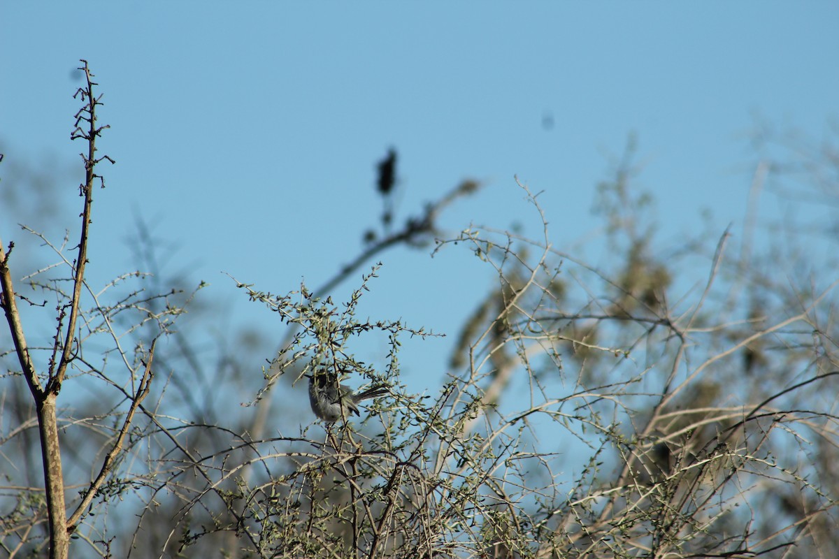 California Gnatcatcher - ML613369765