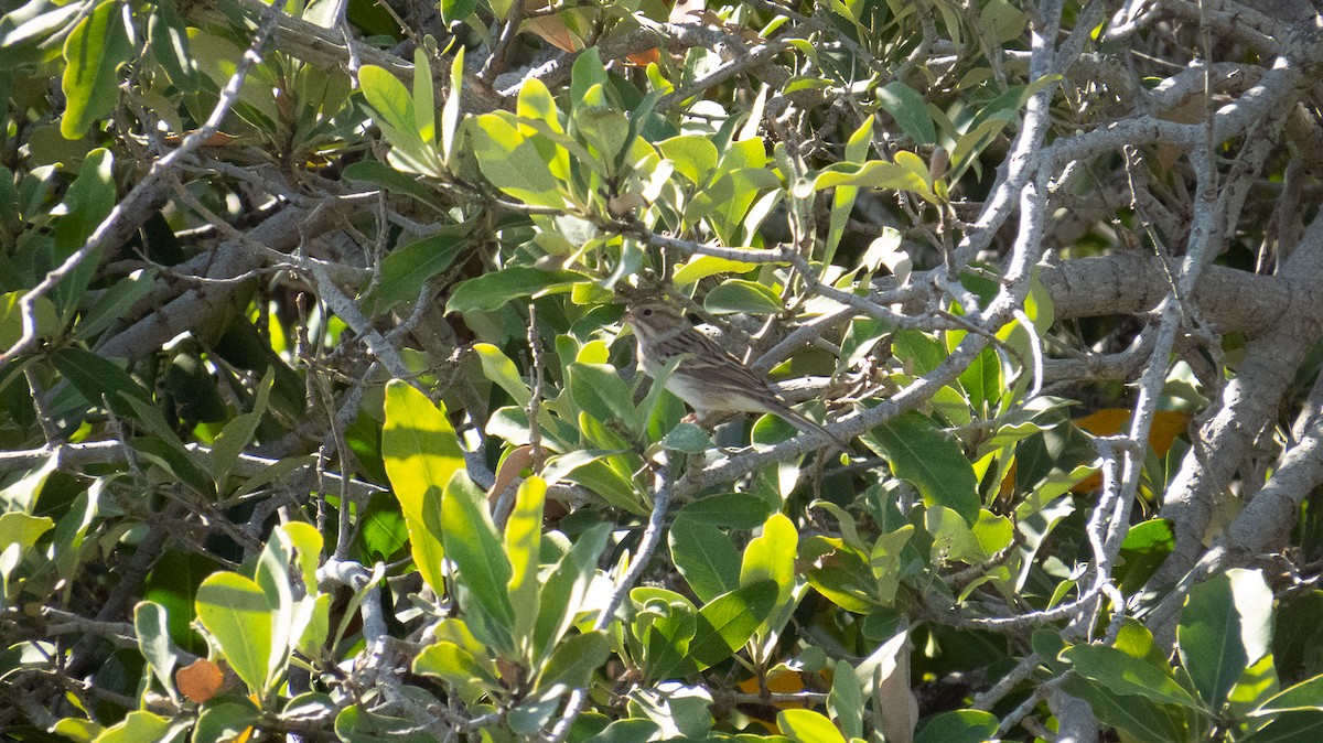 Clay-colored Sparrow - ML613369777