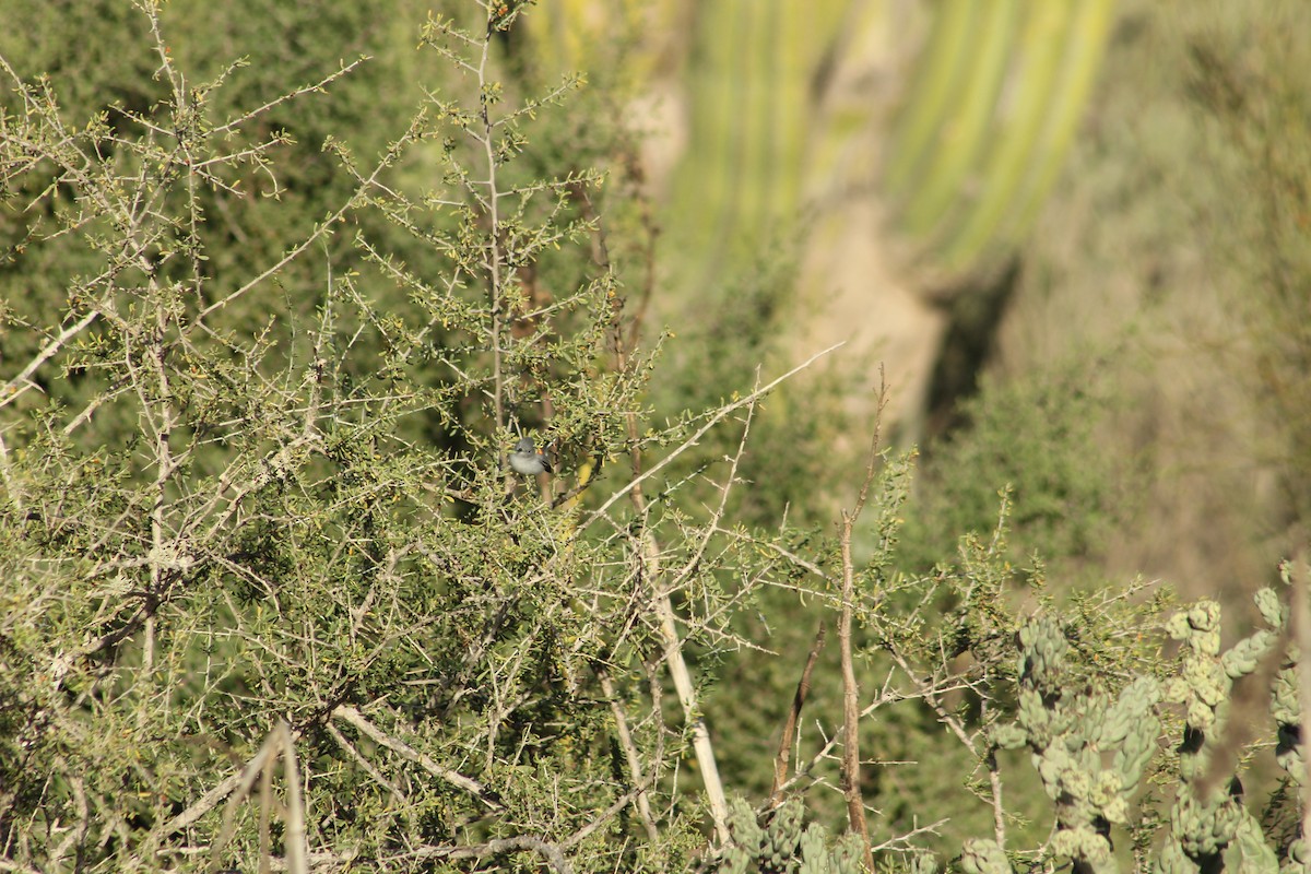 California Gnatcatcher - ML613369779