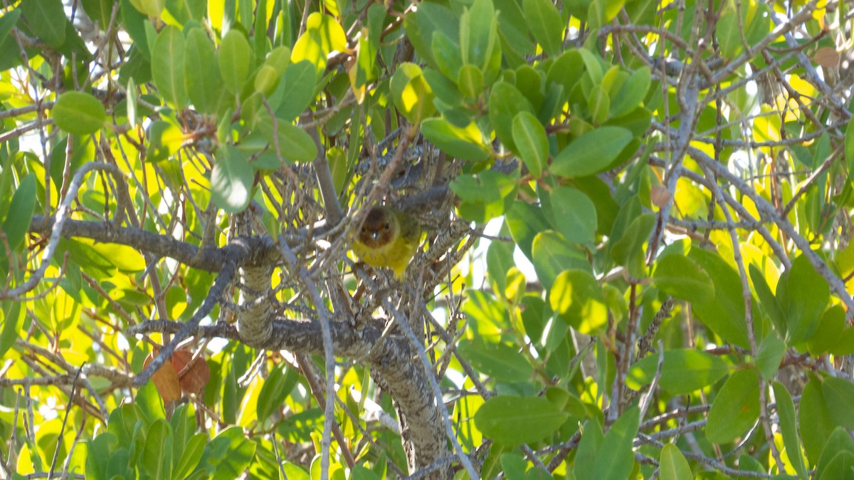 Yellow Warbler - ML613369784