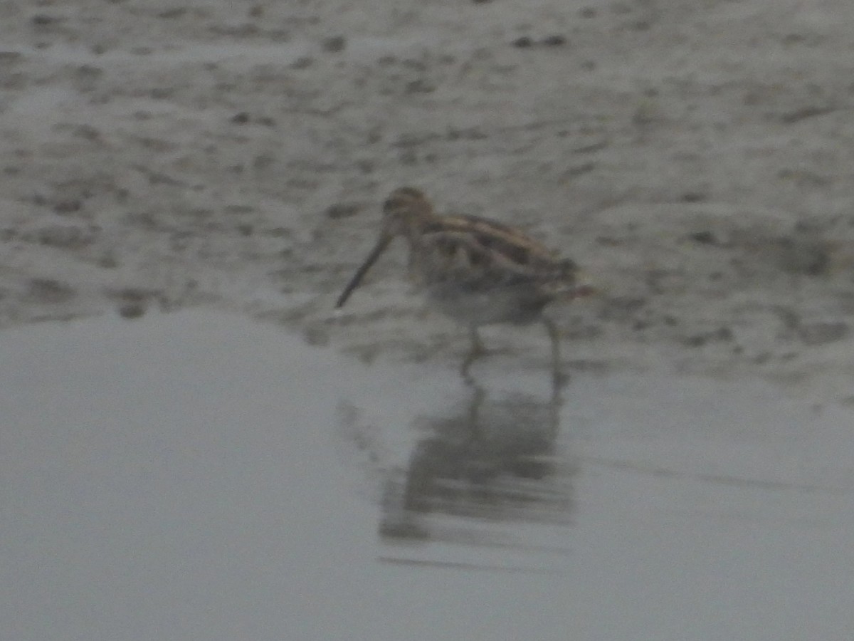 Common Snipe - ML613369870