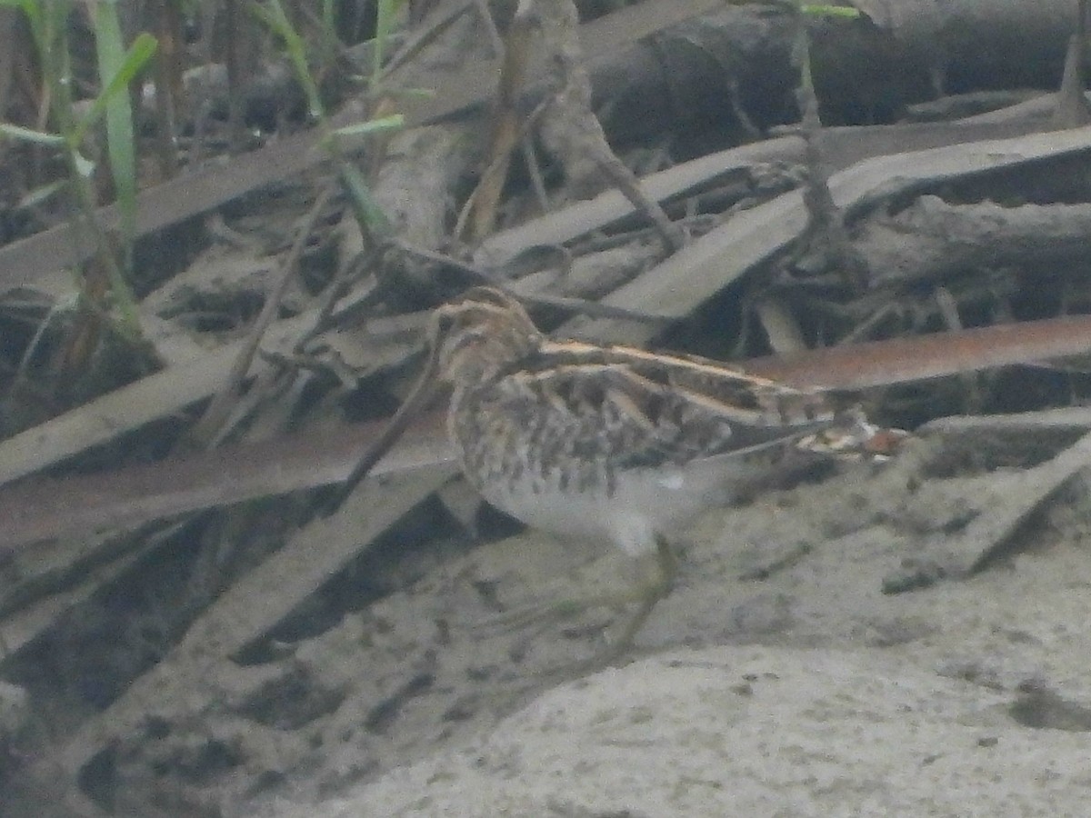 Common Snipe - ML613369874