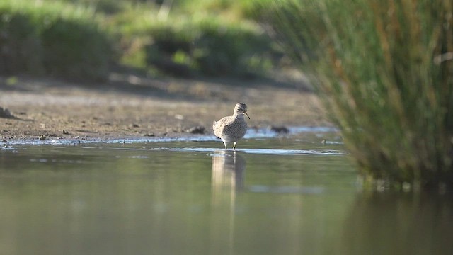 アメリカウズラシギ - ML613369988