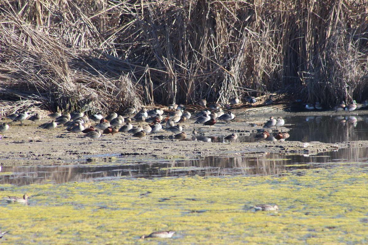 Cinnamon Teal - ML613370038