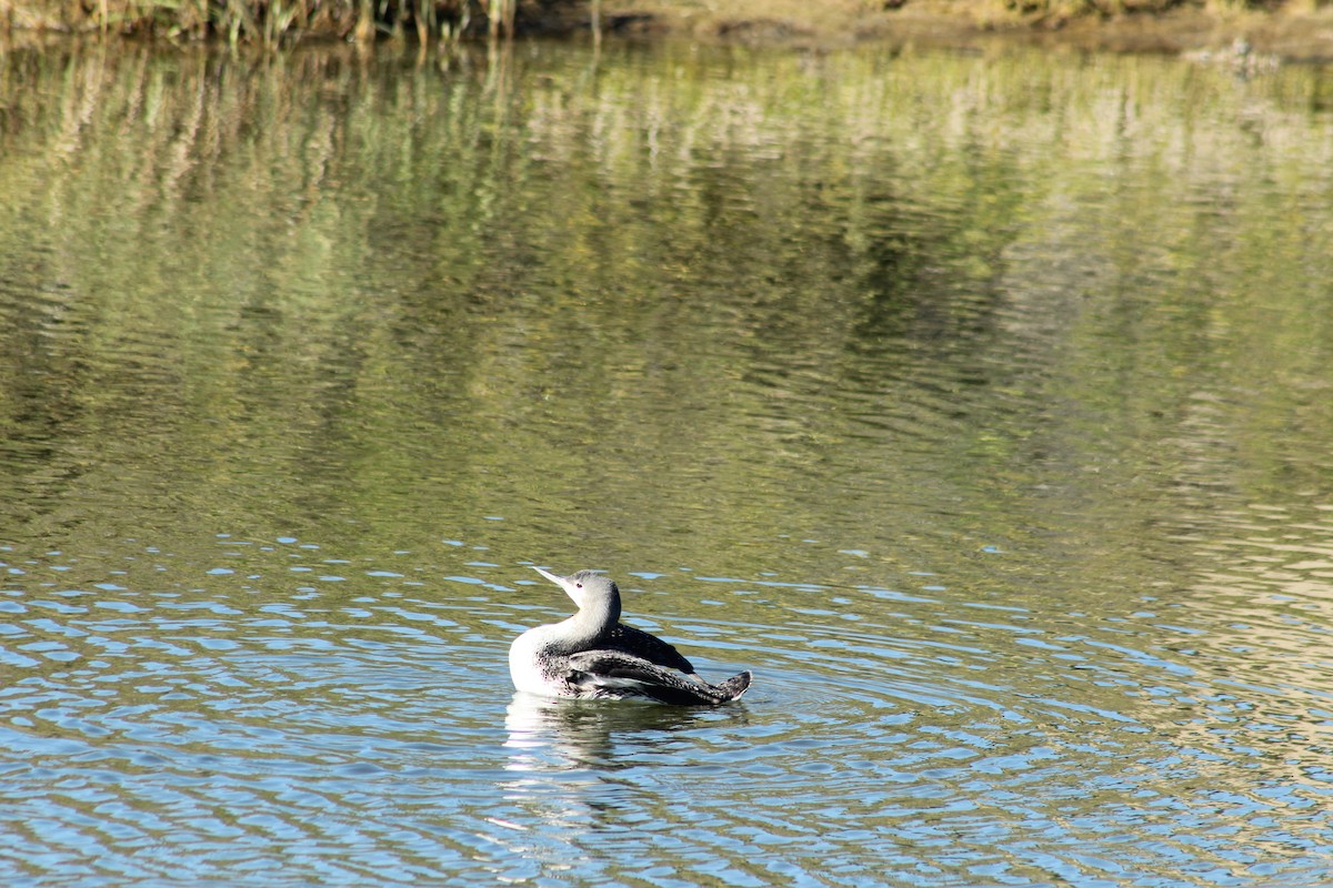 Red-throated Loon - ML613370067