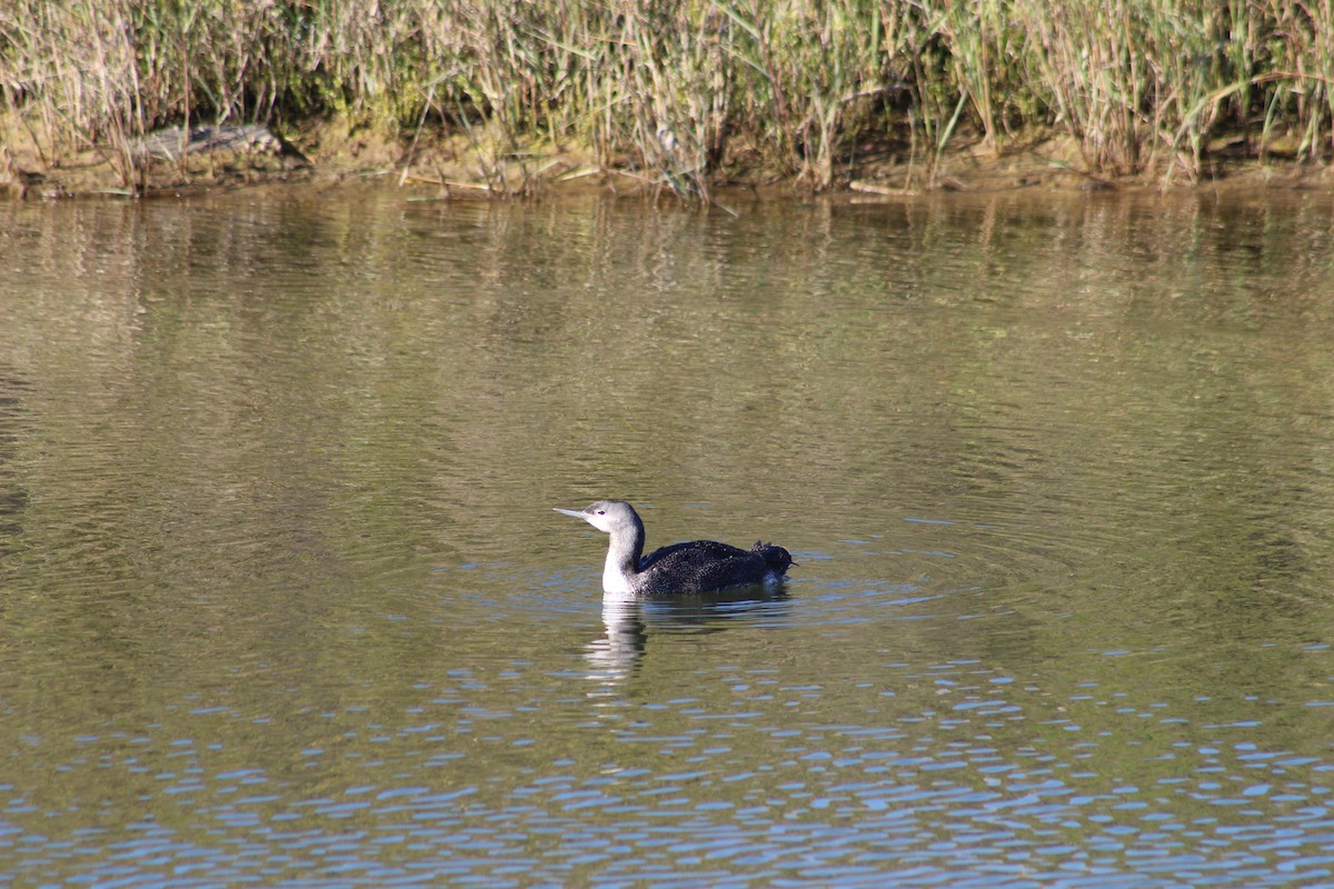 Red-throated Loon - ML613370068