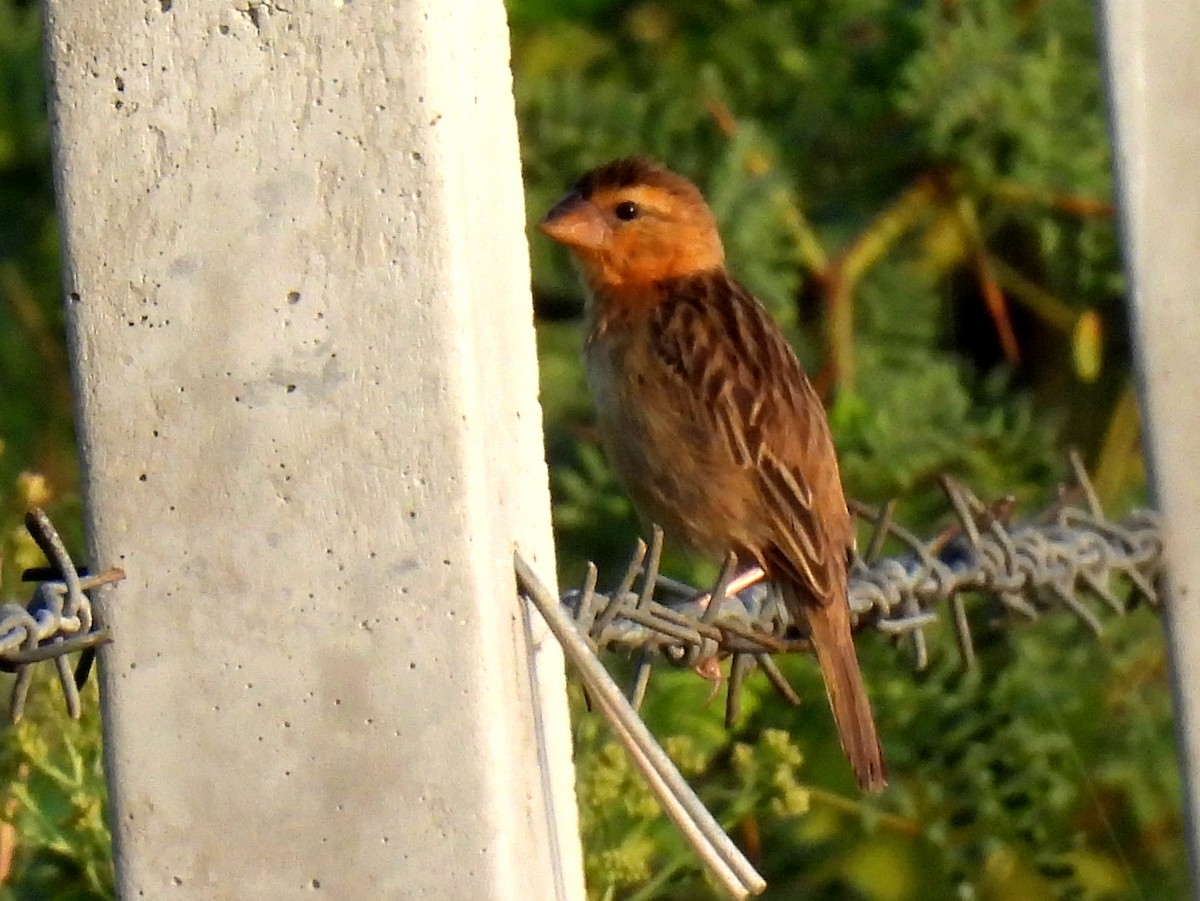 Asian Golden Weaver - ML613370133