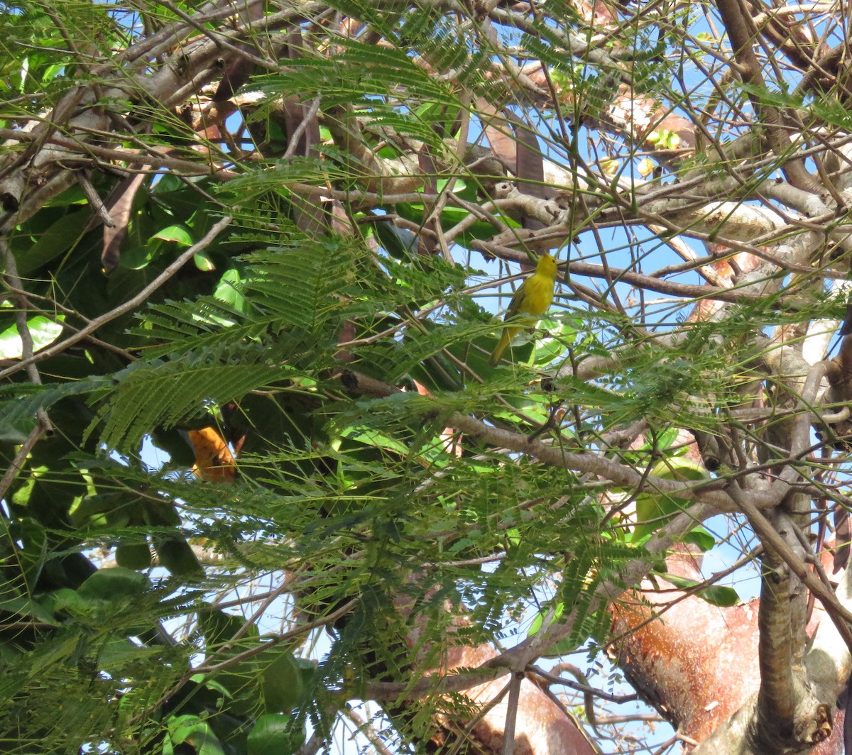 Paruline jaune (groupe petechia) - ML613370147