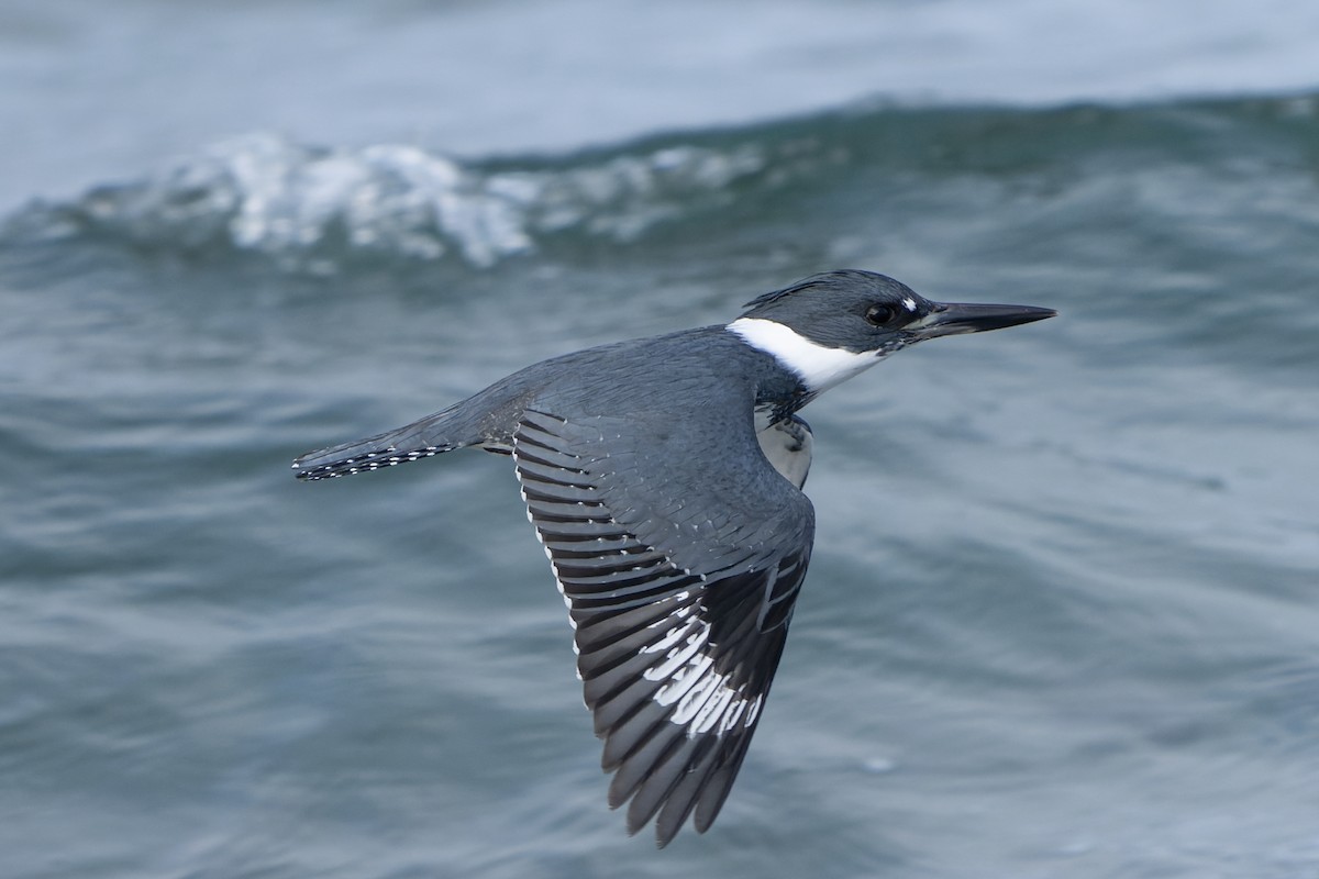 Belted Kingfisher - ML613370182