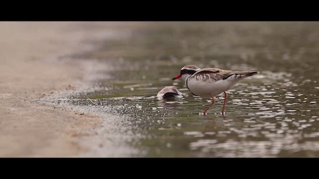 Black-fronted Dotterel - ML613370213