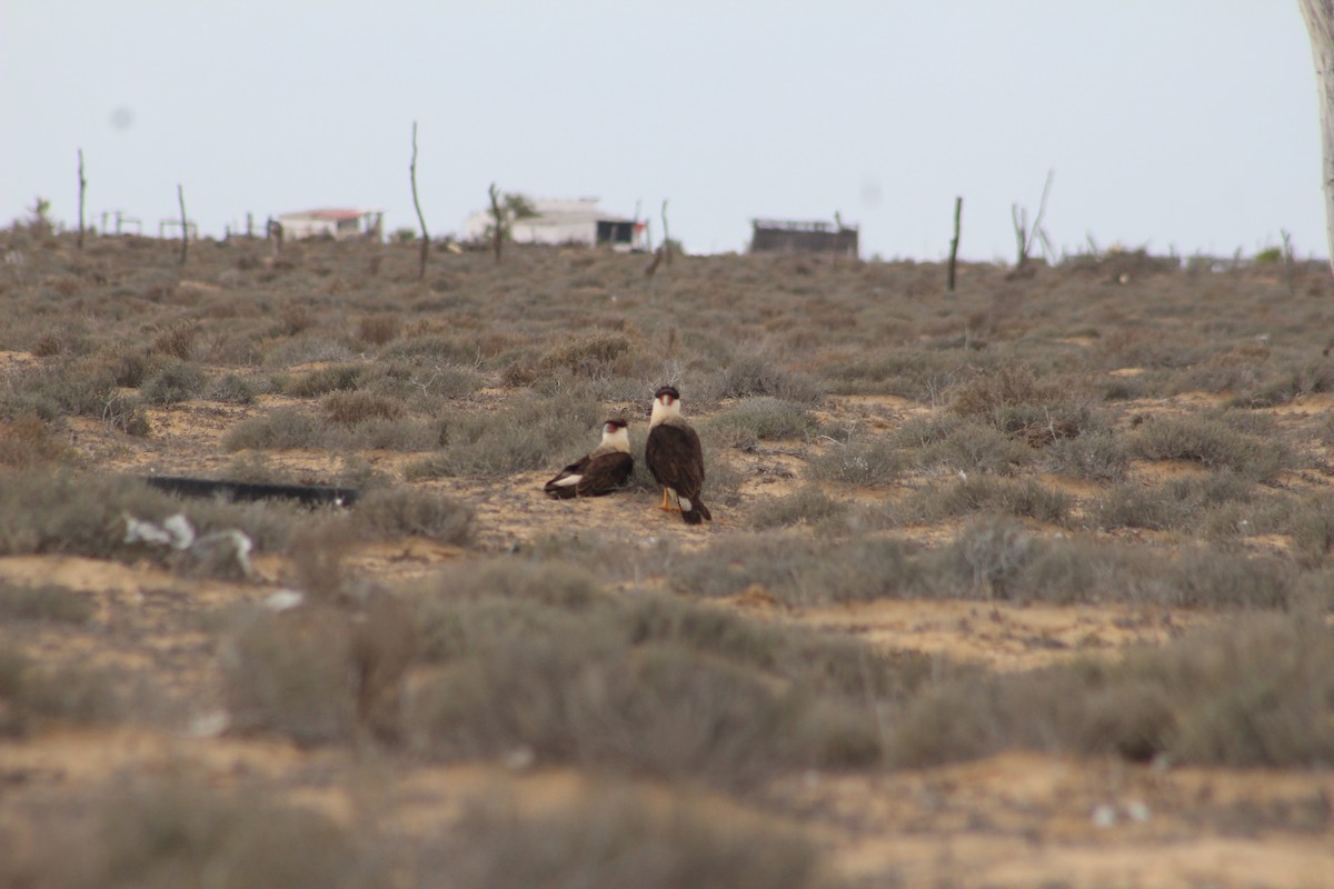 Caracara huppé - ML613370294