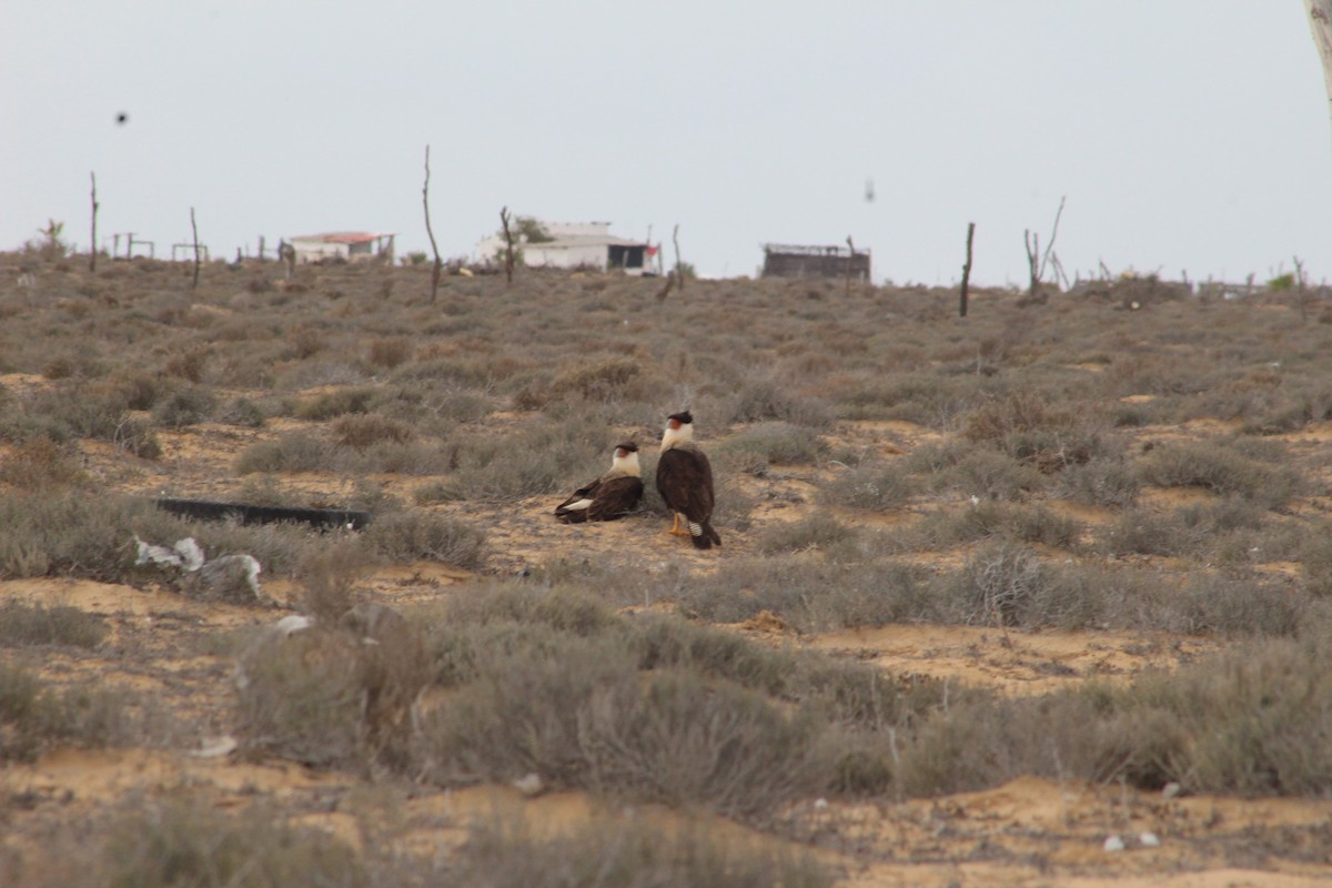 Caracara huppé - ML613370295