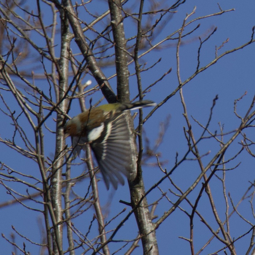 Common Chaffinch - ML613370312