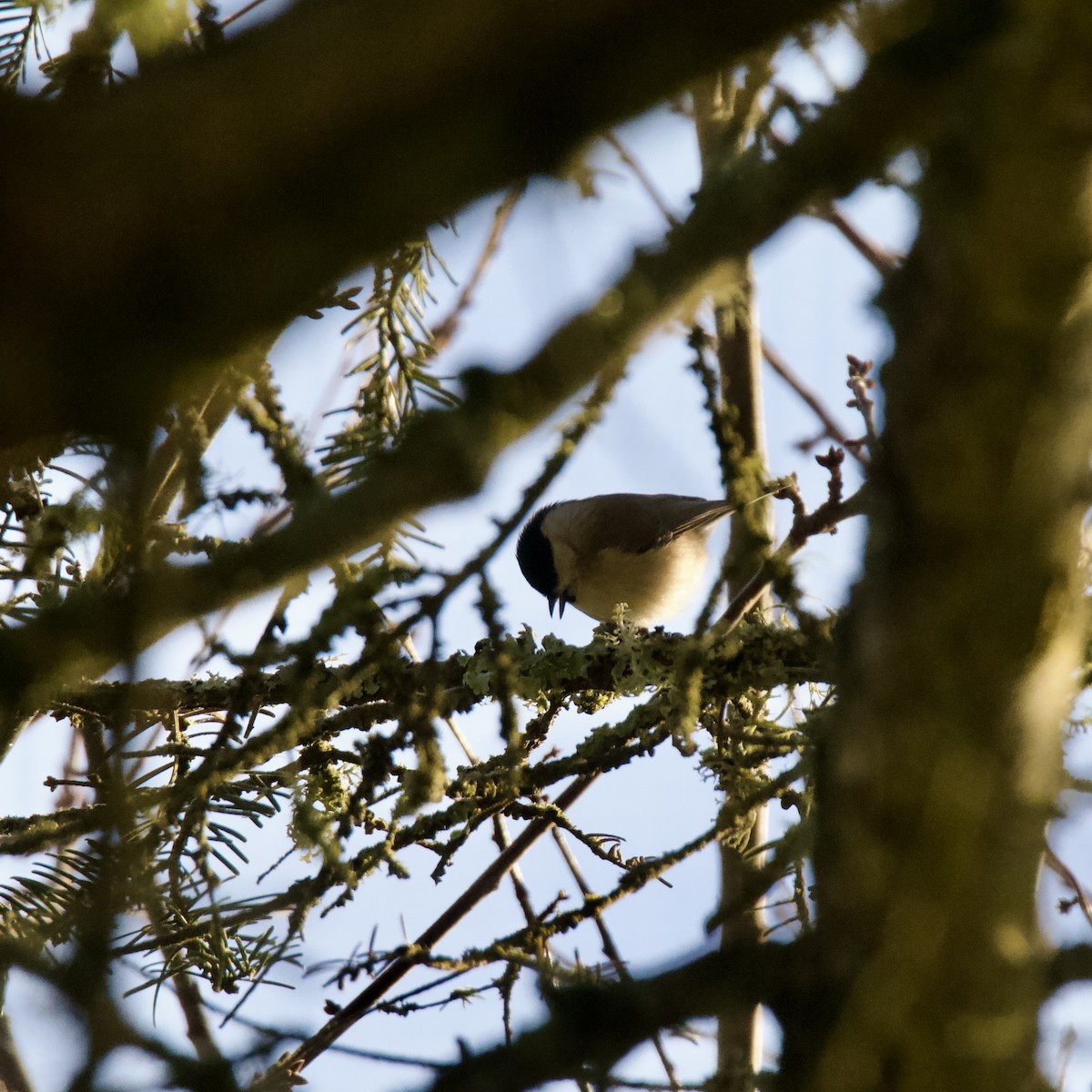 Marsh Tit - ML613370315