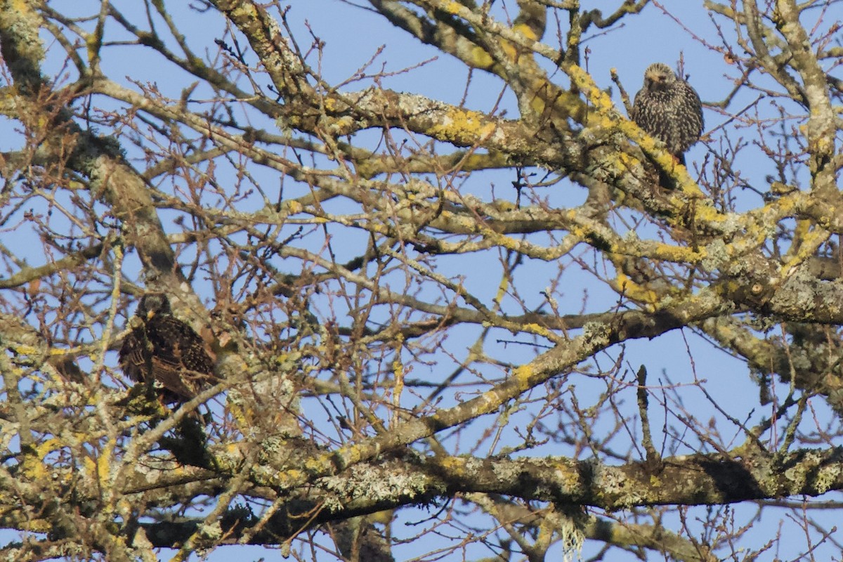 European Starling - ML613370318