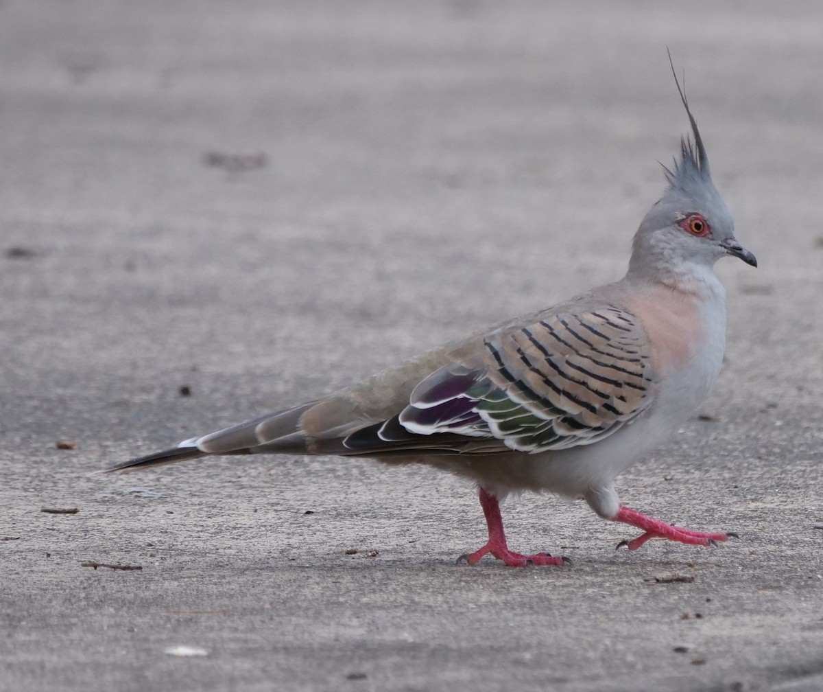 Crested Pigeon - ML613370336