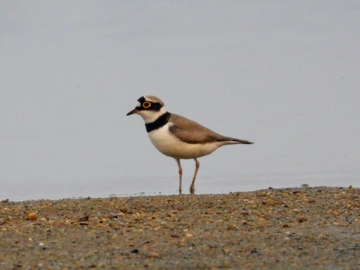 Little Ringed Plover - ML613370391