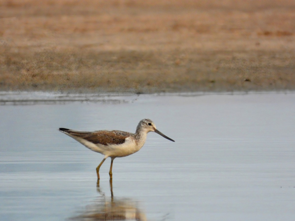 Common Greenshank - ML613370394