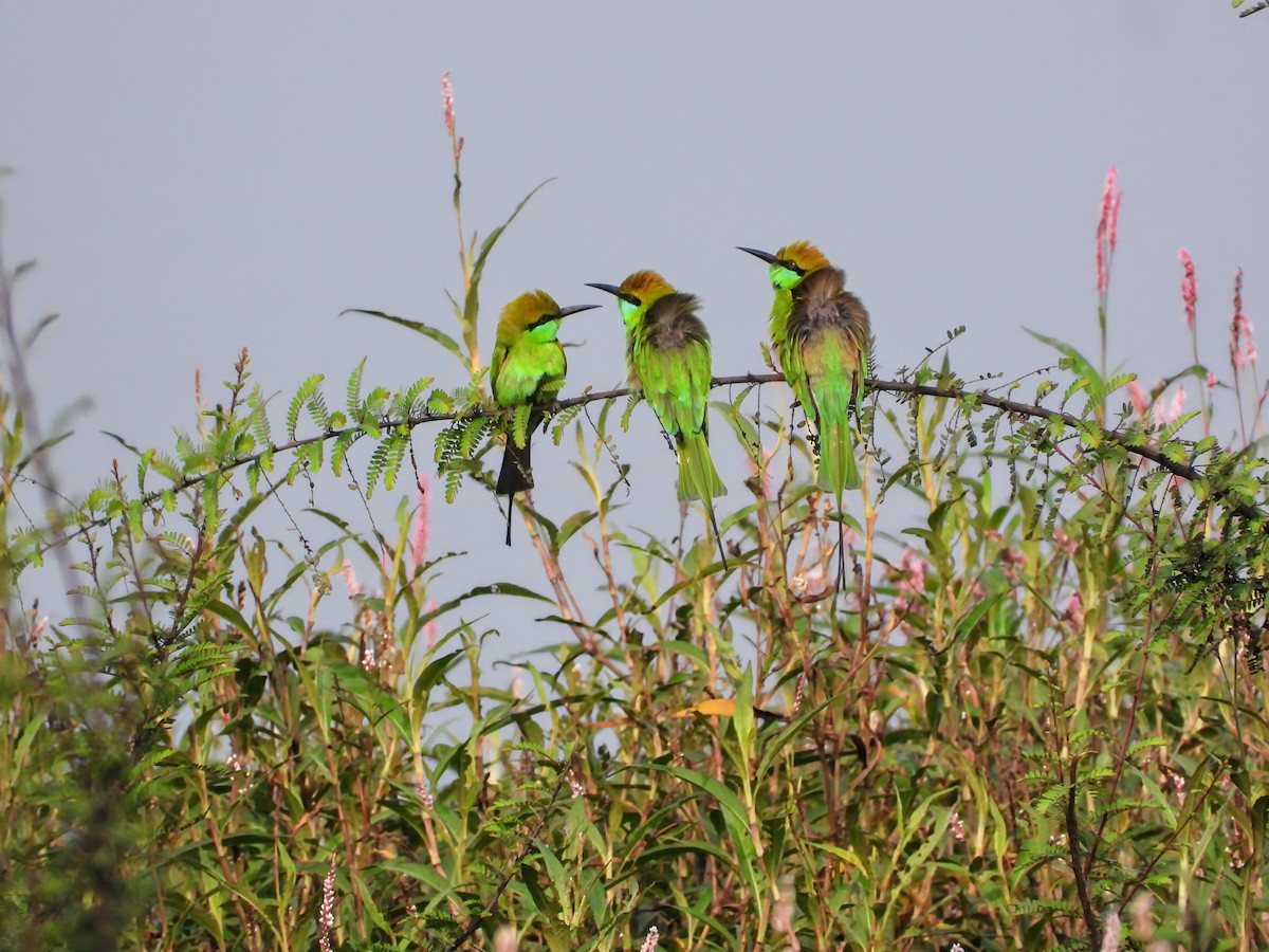 Asian Green Bee-eater - ML613370452