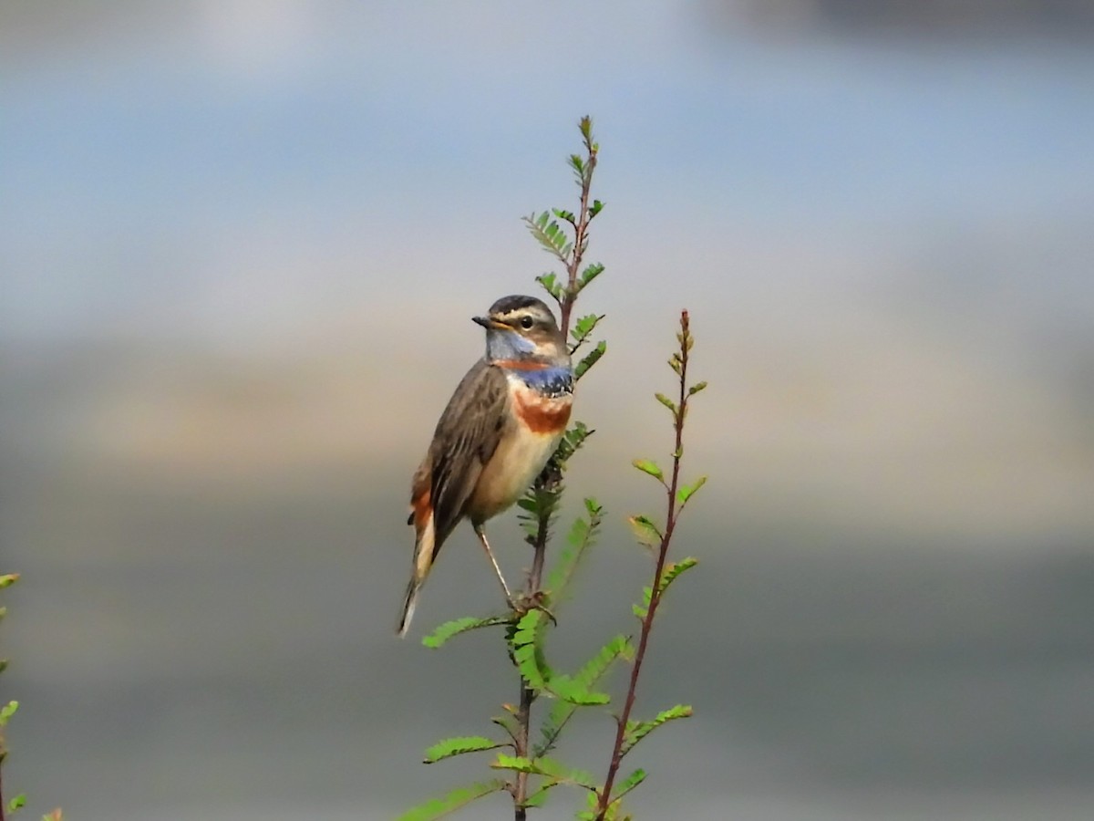 Bluethroat - ML613370475