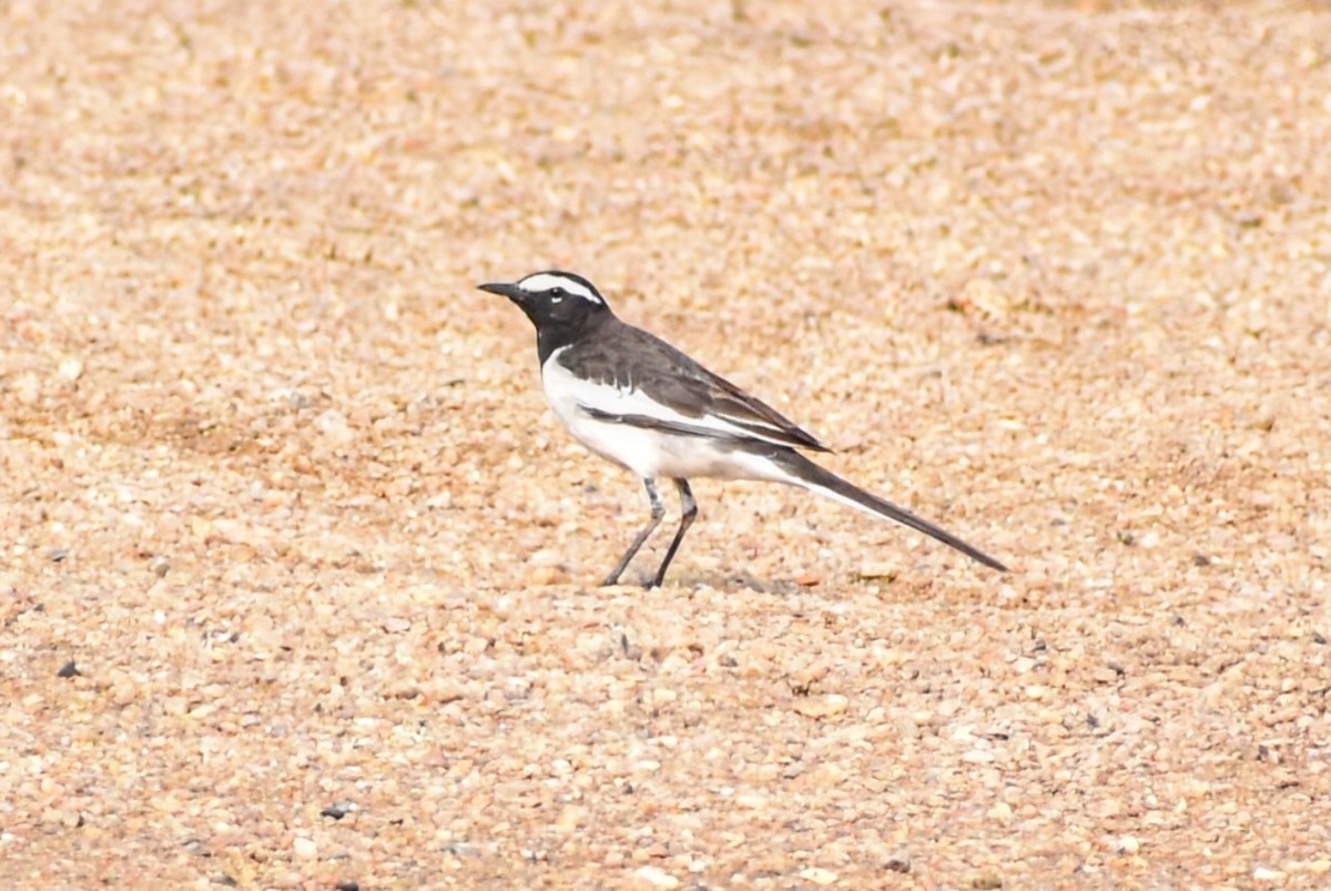 White-browed Wagtail - ML613370485