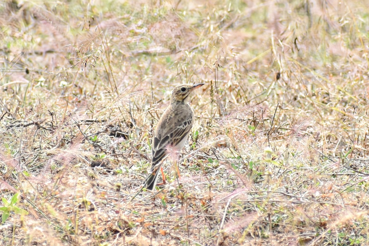 Paddyfield Pipit - Digvijay Pattnaik