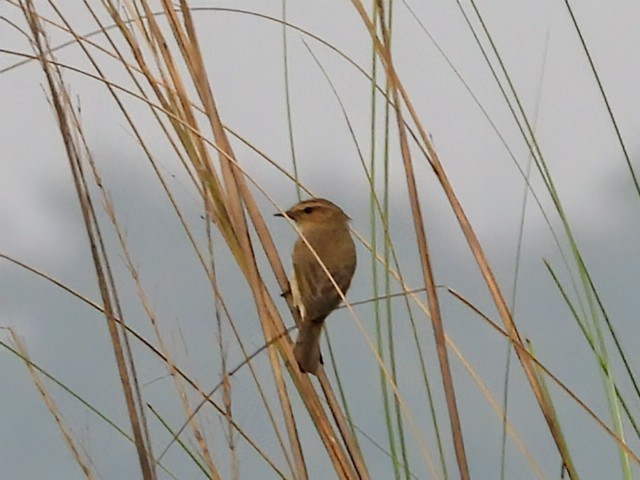 Common Chiffchaff - ML613370496