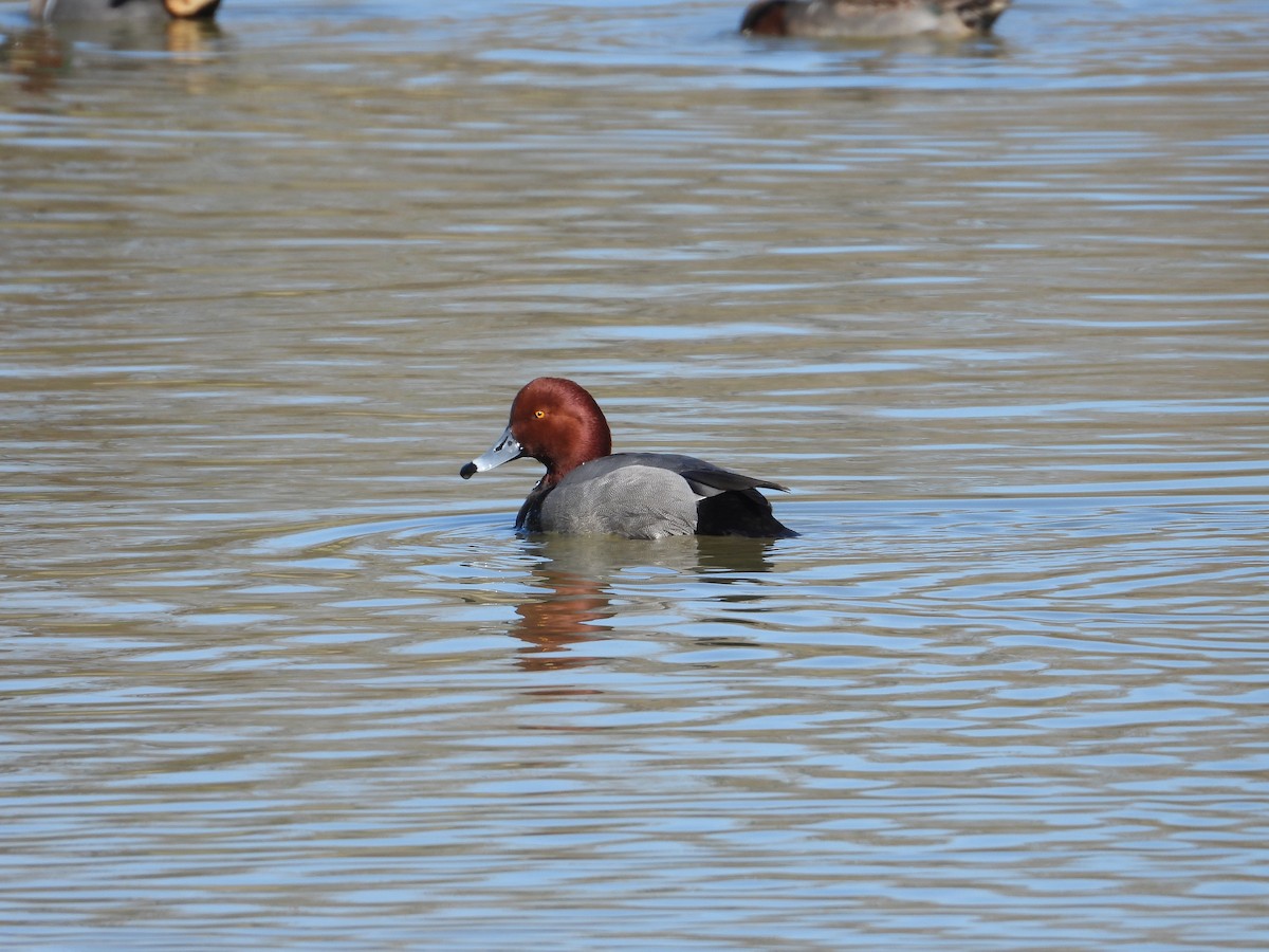 Redhead - ML613370573