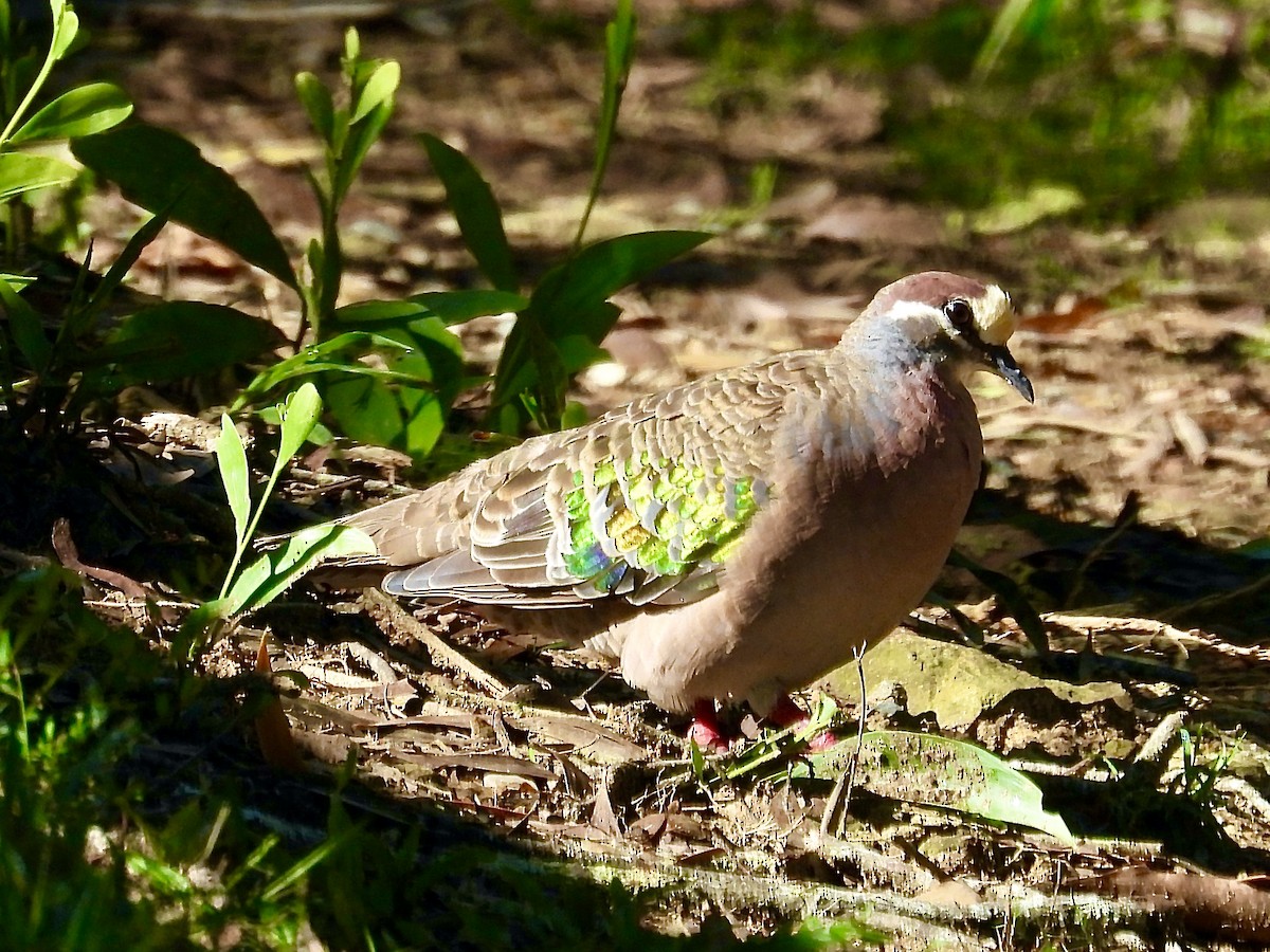 Common Bronzewing - Anita Flynn