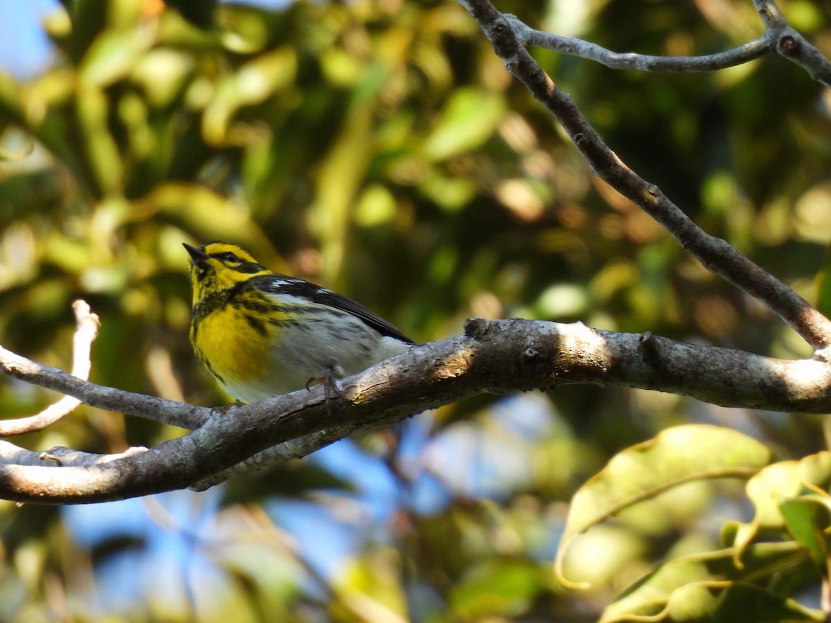 Townsend's Warbler - ML613370745